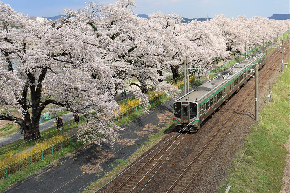 ① 白石川の桜トンネル